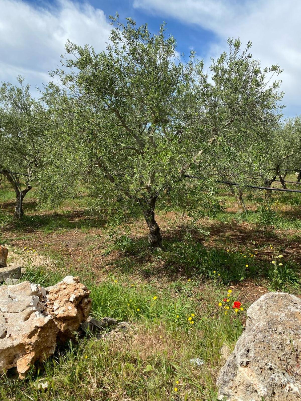 Villa Trellame - Casa Vacanze Tra Gli Ulivi Acquaviva delle Fonti Esterno foto